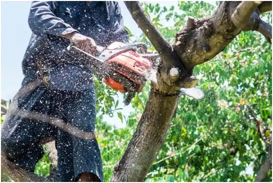 tree services Penhook